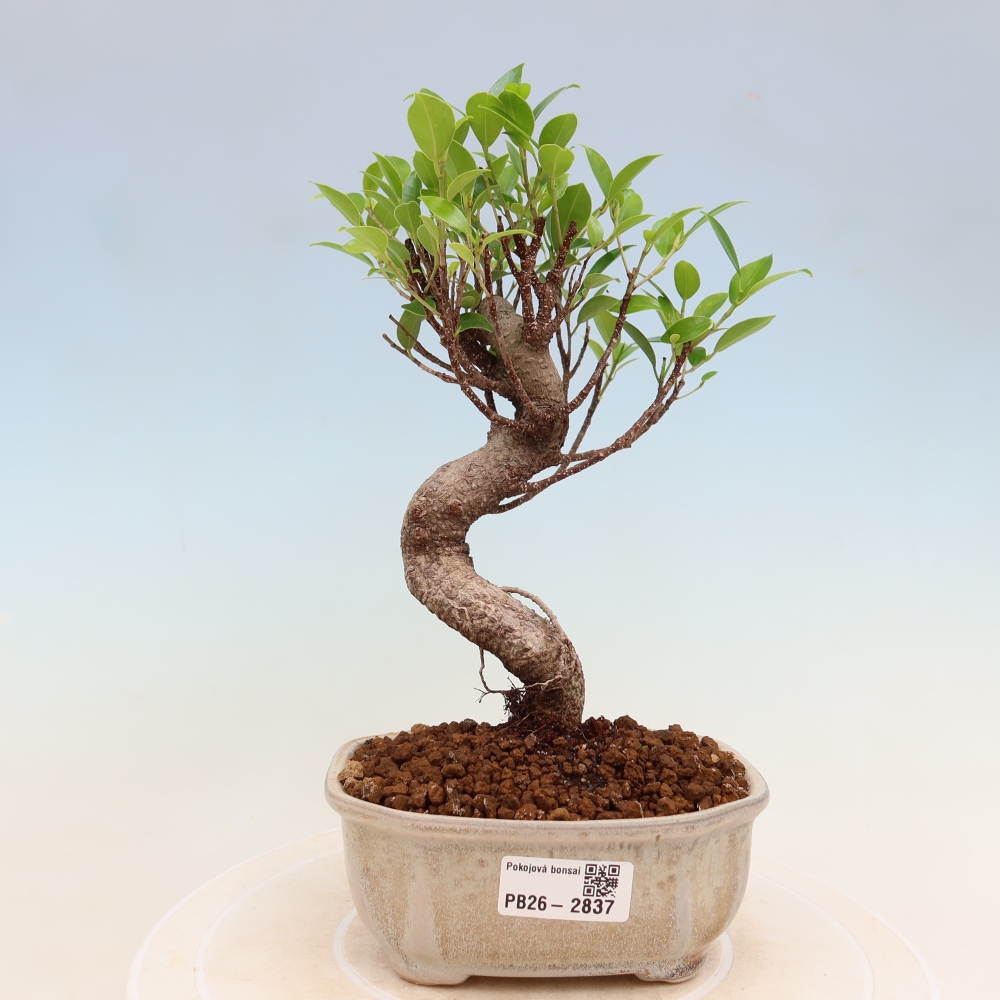 Salle bonsaï - Ficus kimmen - ficus à petites feuilles