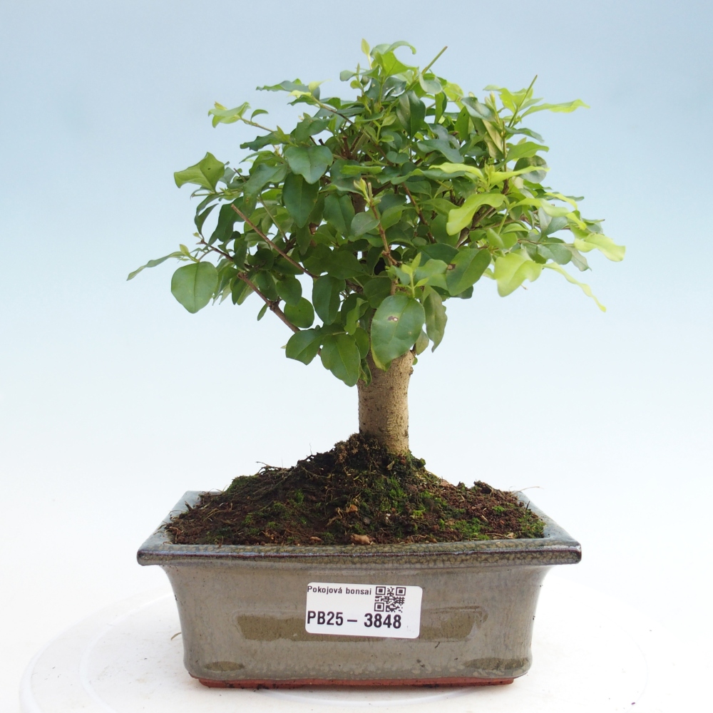 Bonsaï de chambre -Ligustrum chinensis - Bec d'oiseau