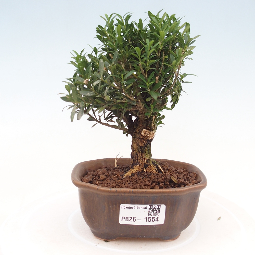 Bonsaï de chambre - Buxus harlandii - buxus liège