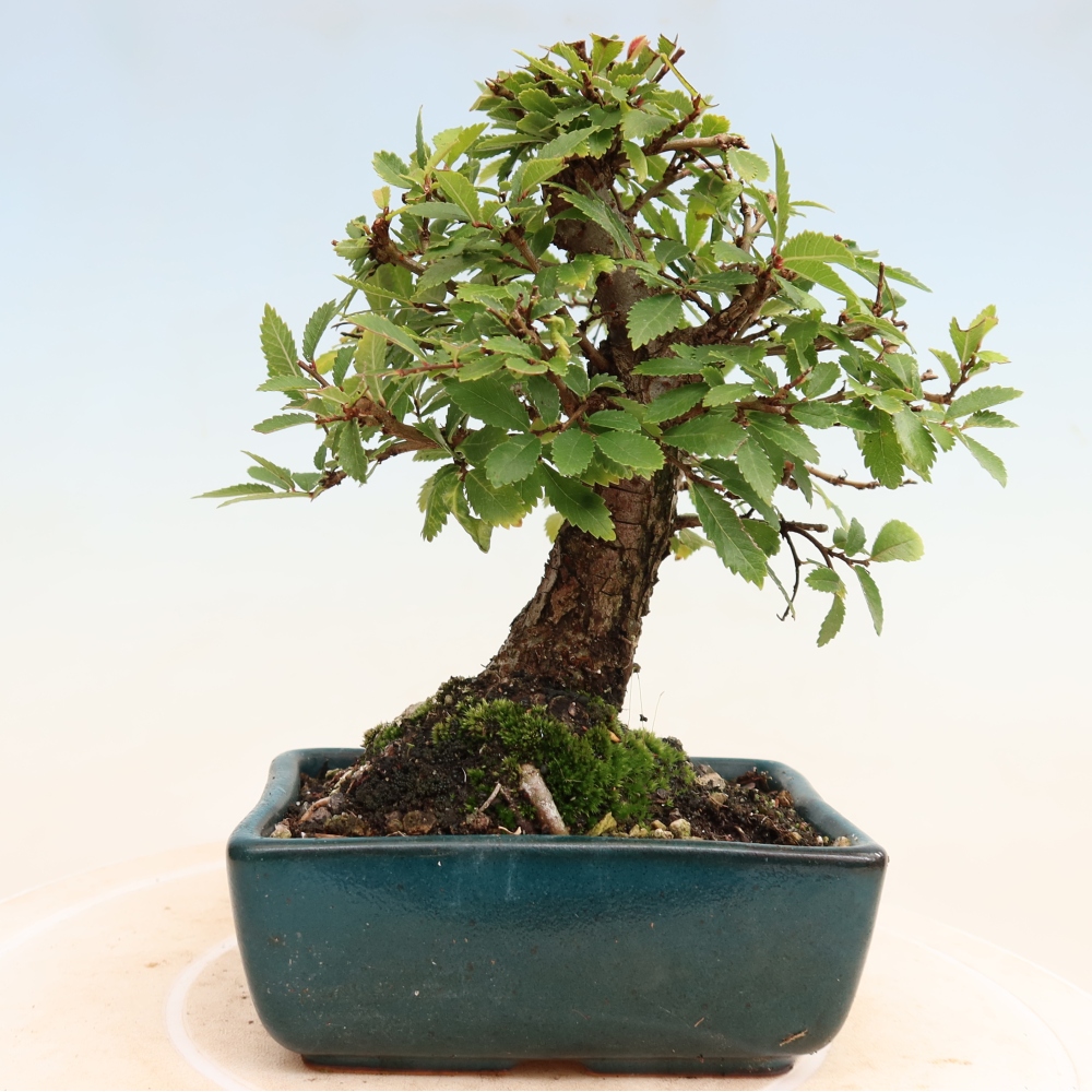 Bonsaï d'extérieur - Zelkova - Zelkova NIRE