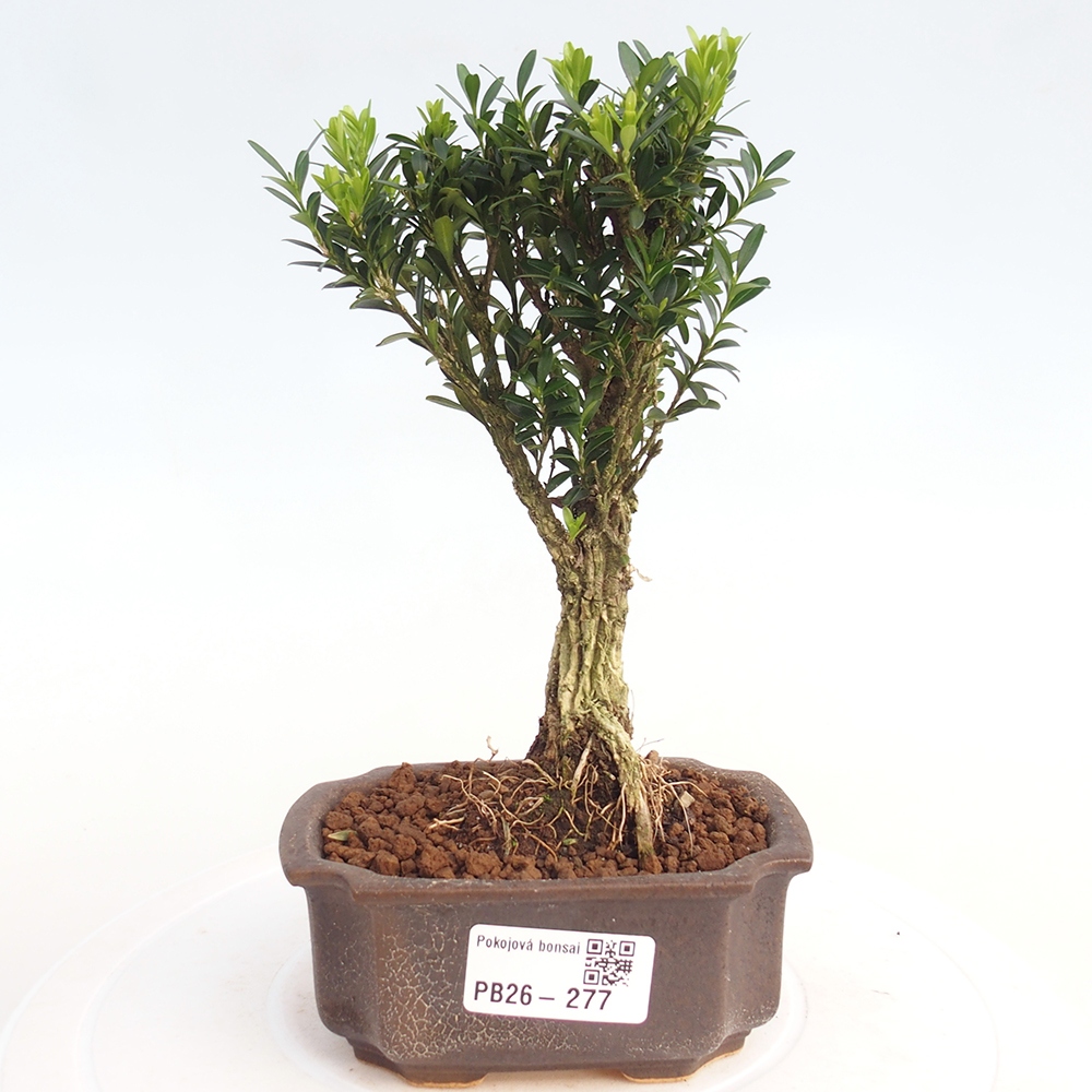 Bonsaï de chambre - Buxus harlandii - buxus liège
