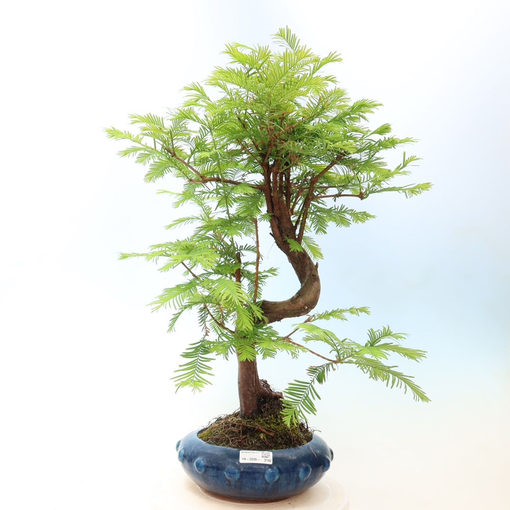 Bonsaï d'extérieur - Metasequoia glyptostroboides - Metasequoia chinois
