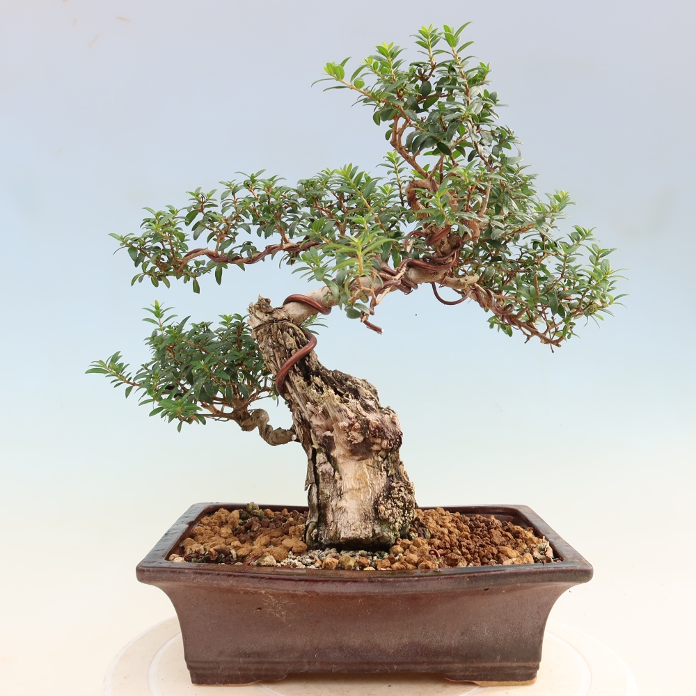 Bonsaï de chambre - Myrtus communis - Myrte