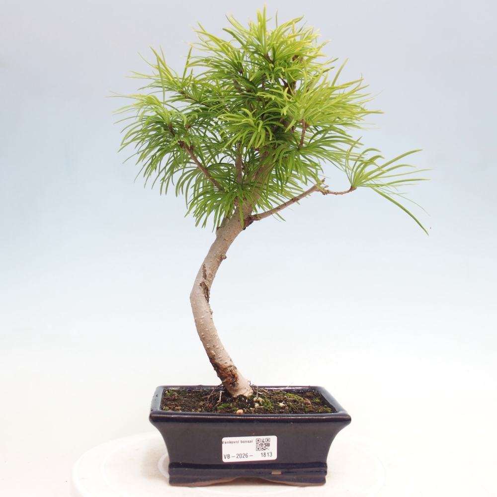 Bonsaï d'extérieur -Pseudolarix amabis-Pseudolarix amabis