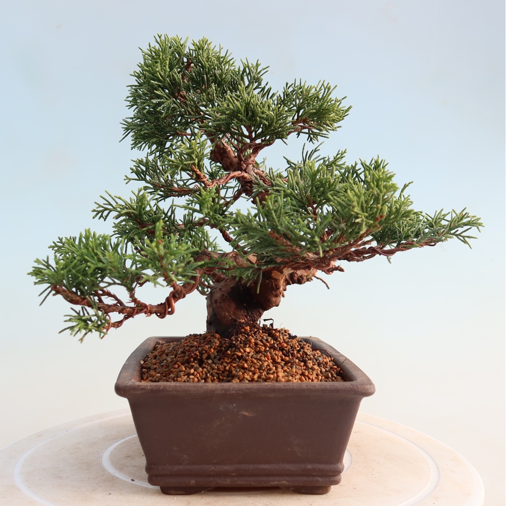 Bonsaï d'extérieur - Juniperus chinensis Itoigawa