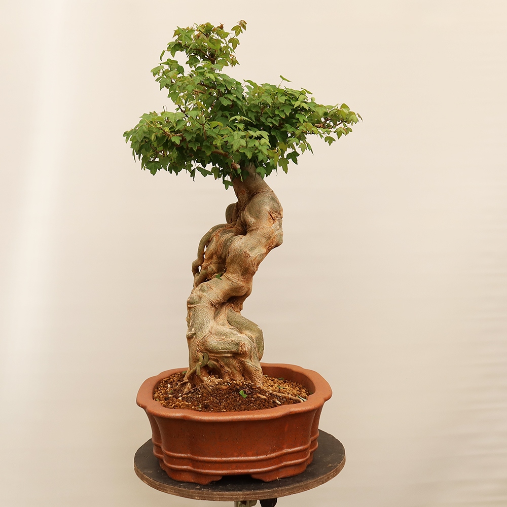 Bonsaï d'extérieur - Maple Burger - Acer Burgerianum