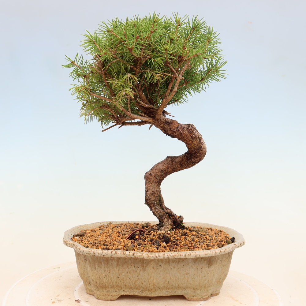 Bonsaï d'extérieur - Épicéa - Picea glauca globe
