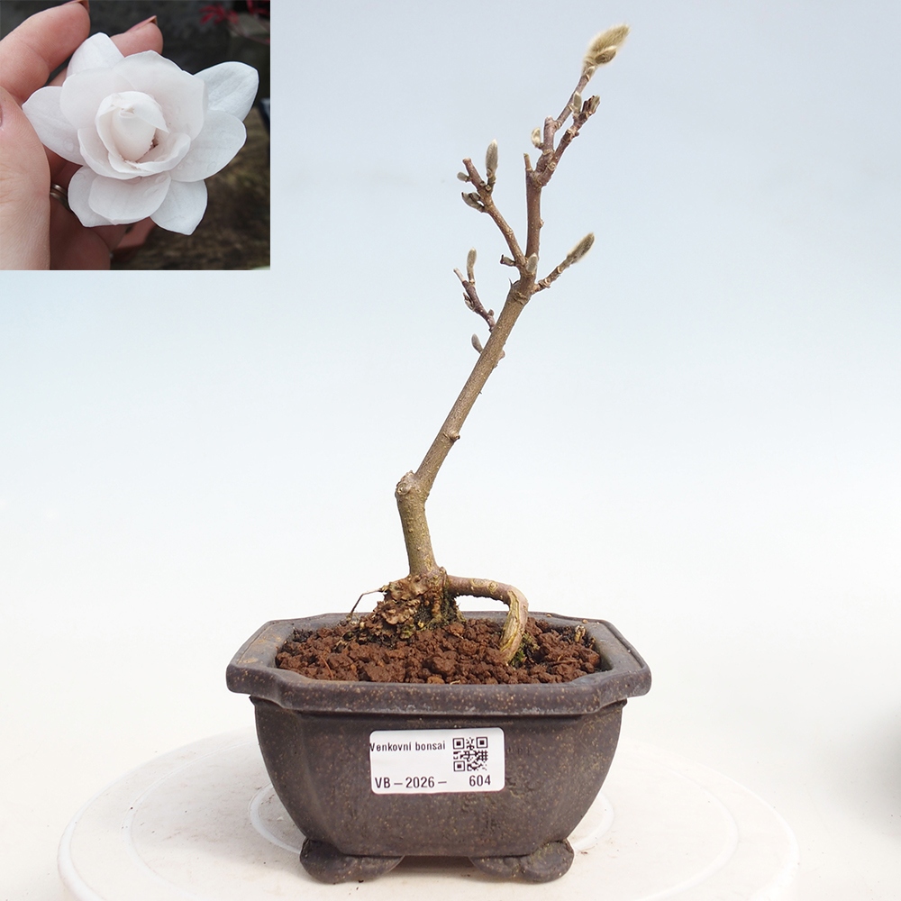 Bonsaï d'extérieur - Magnolia stellata