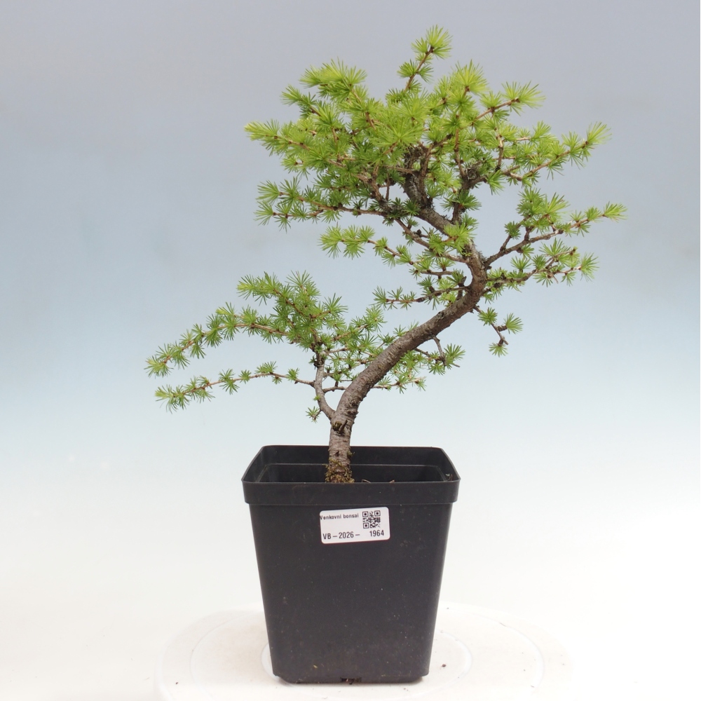 Bonsaï d'extérieur -Larix decidua - Mélèze