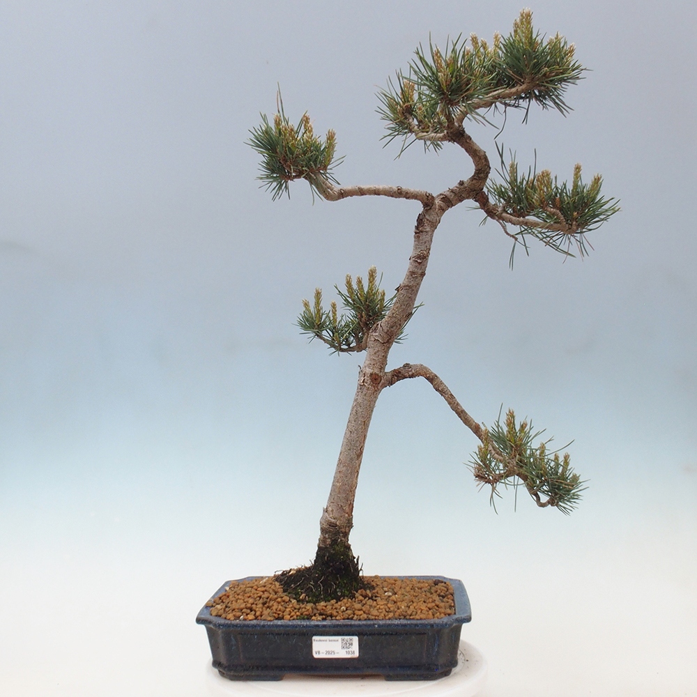 Bonsaï d'extérieur - Pinus Sylvestris Watererri - Pin sylvestre