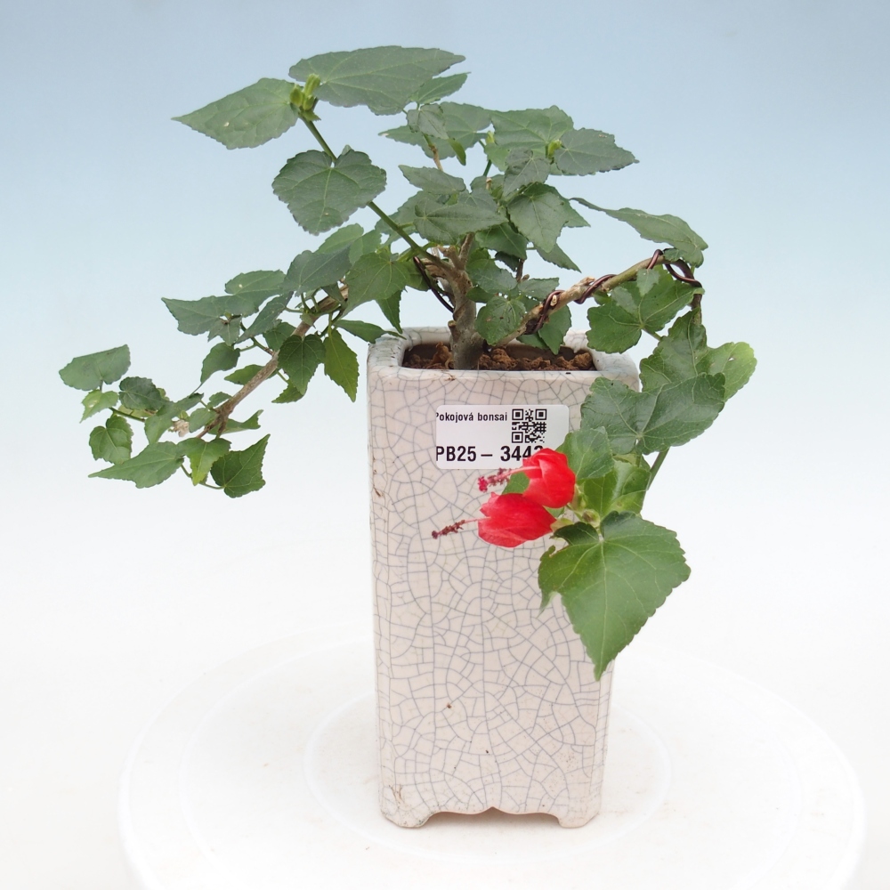 Bonsaï d'intérieur - Malvaviscus arboreus