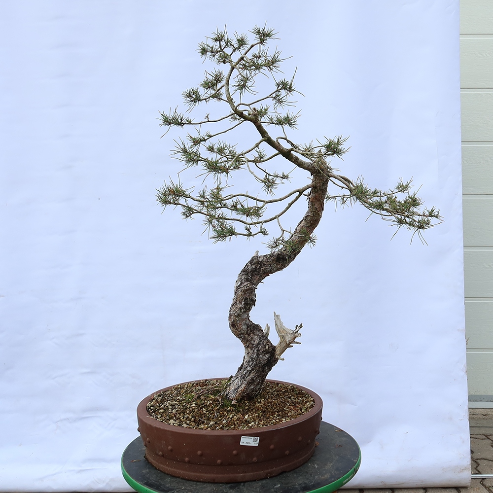 Pinus sylvestris Espagne - pin sylvestre