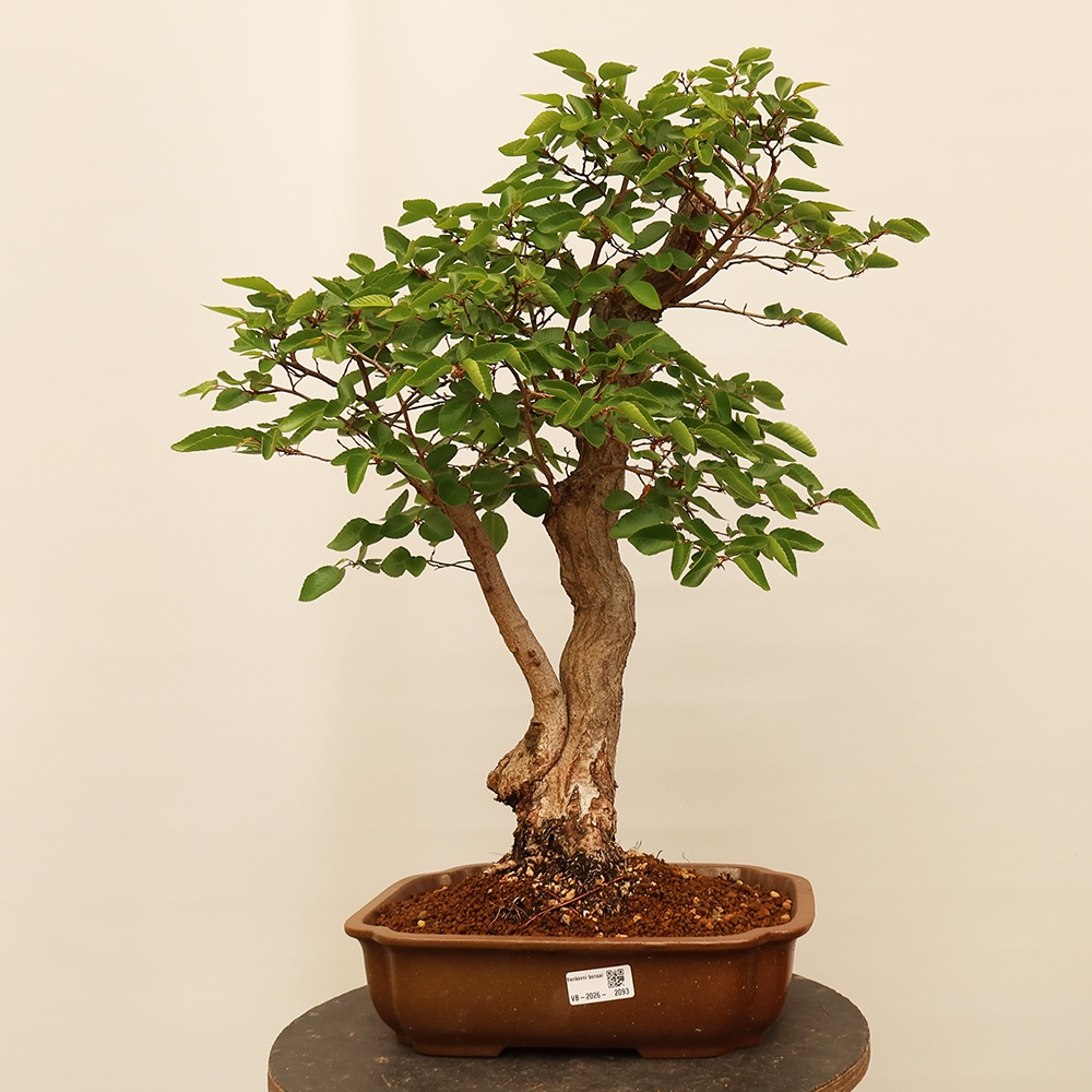 Bonsaï d'extérieur -Carpinus Coreana - Charme de Corée