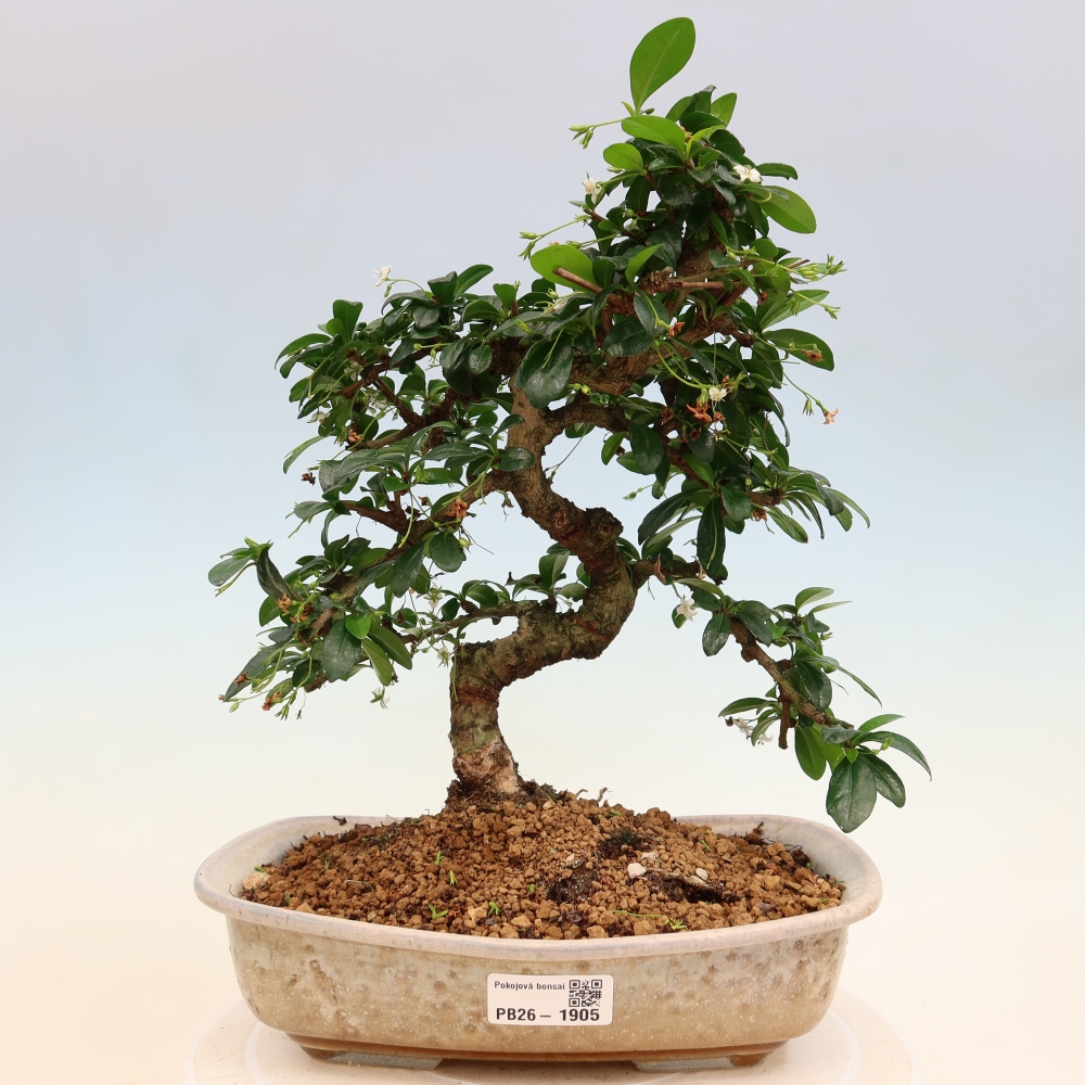 Bonsaï de chambre - Carmona macrophylla - Tea fuki