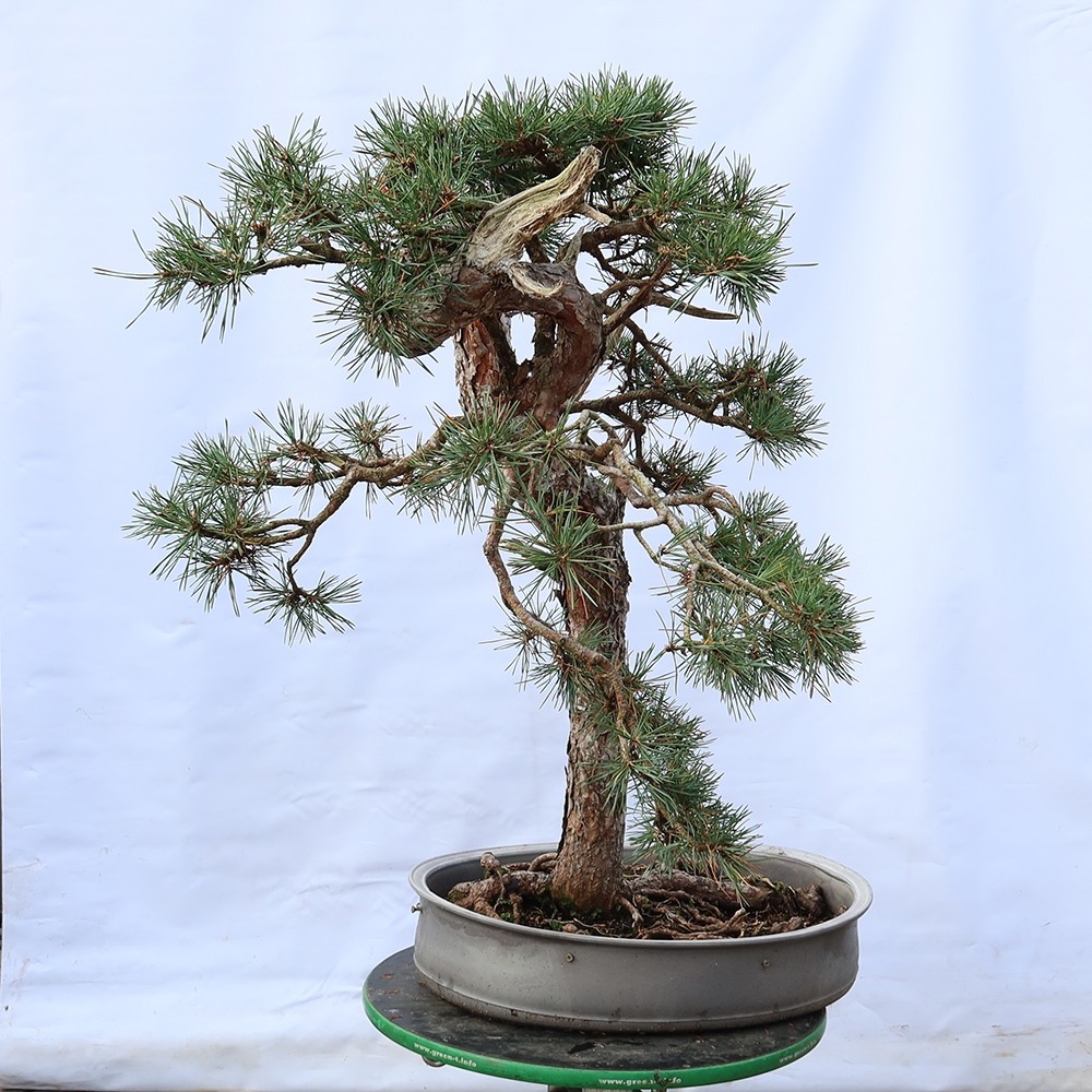 Pinus sylvestris Espagne - pin sylvestre