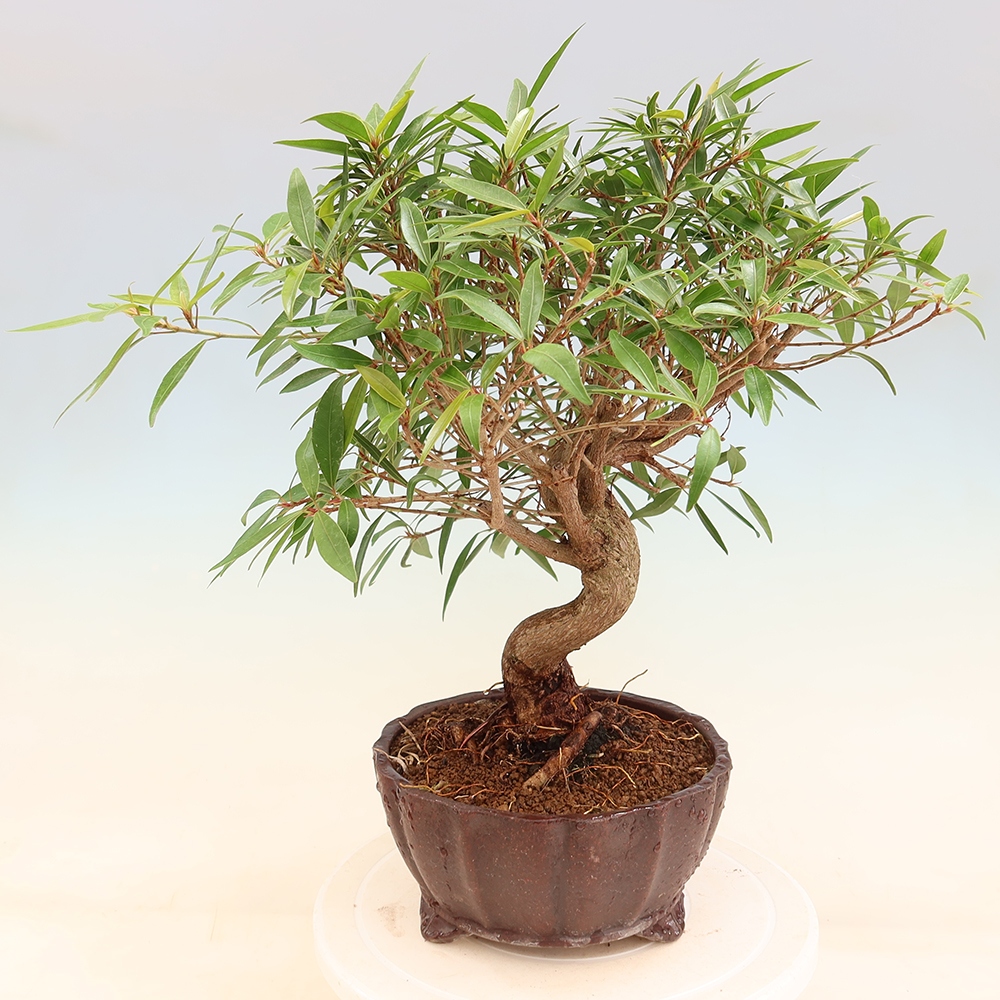 Salle bonsaï - Ficus nerifolia - ficus à petites feuilles