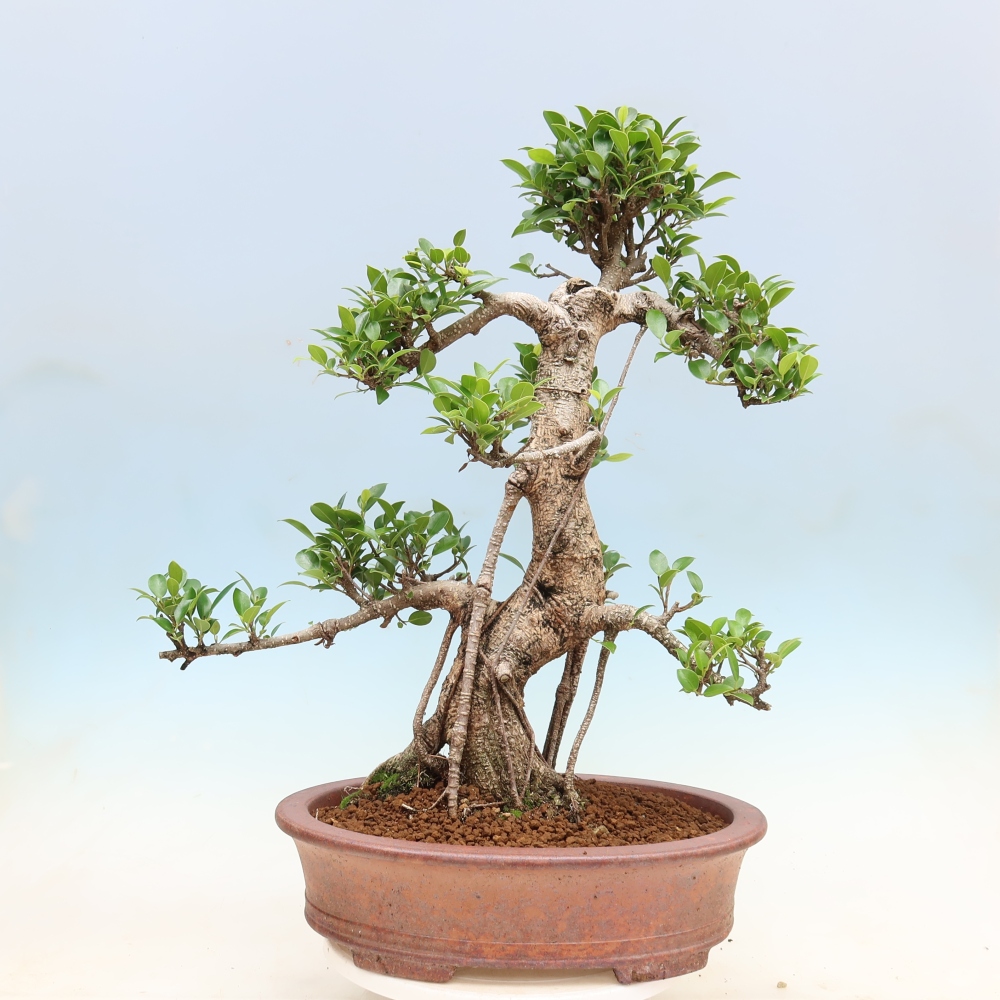 Salle bonsaï - Ficus kimmen - ficus à petites feuilles