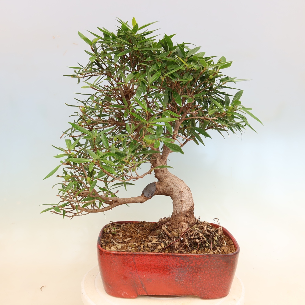 Salle bonsaï - Ficus nerifolia - ficus à petites feuilles