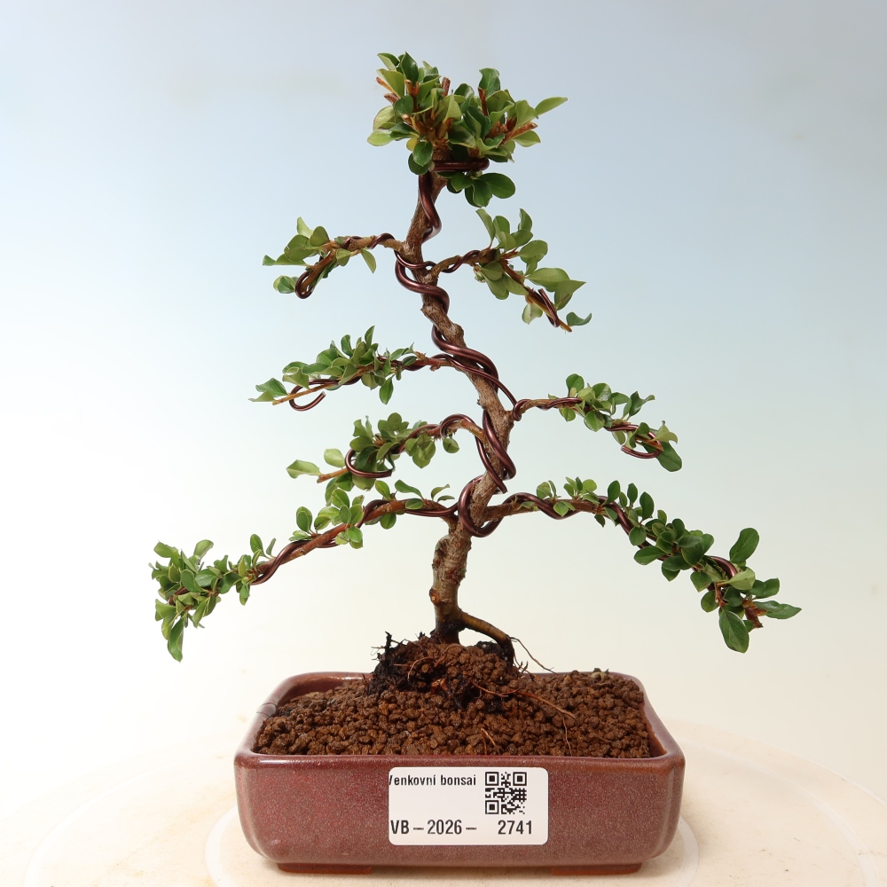 Bonsaï d'extérieur - Cotoneaster horizontalis - Rocky Mountain
