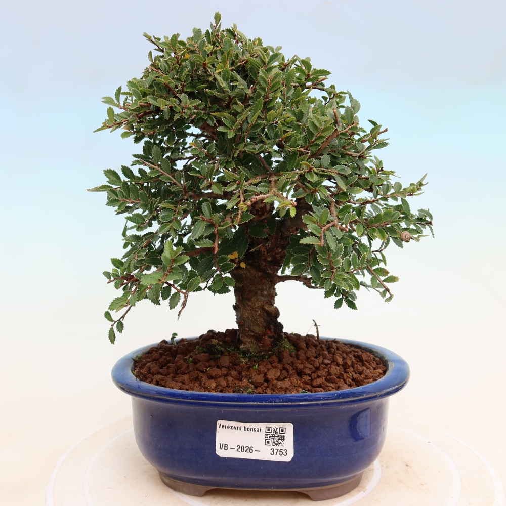 Bonsaï d'extérieur - Zelkova - Zelkova NIRE