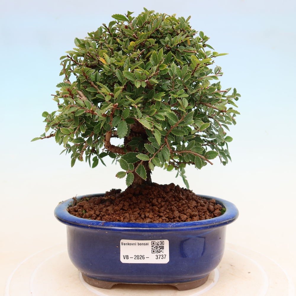 Bonsaï d'extérieur - Zelkova - Zelkova NIRE