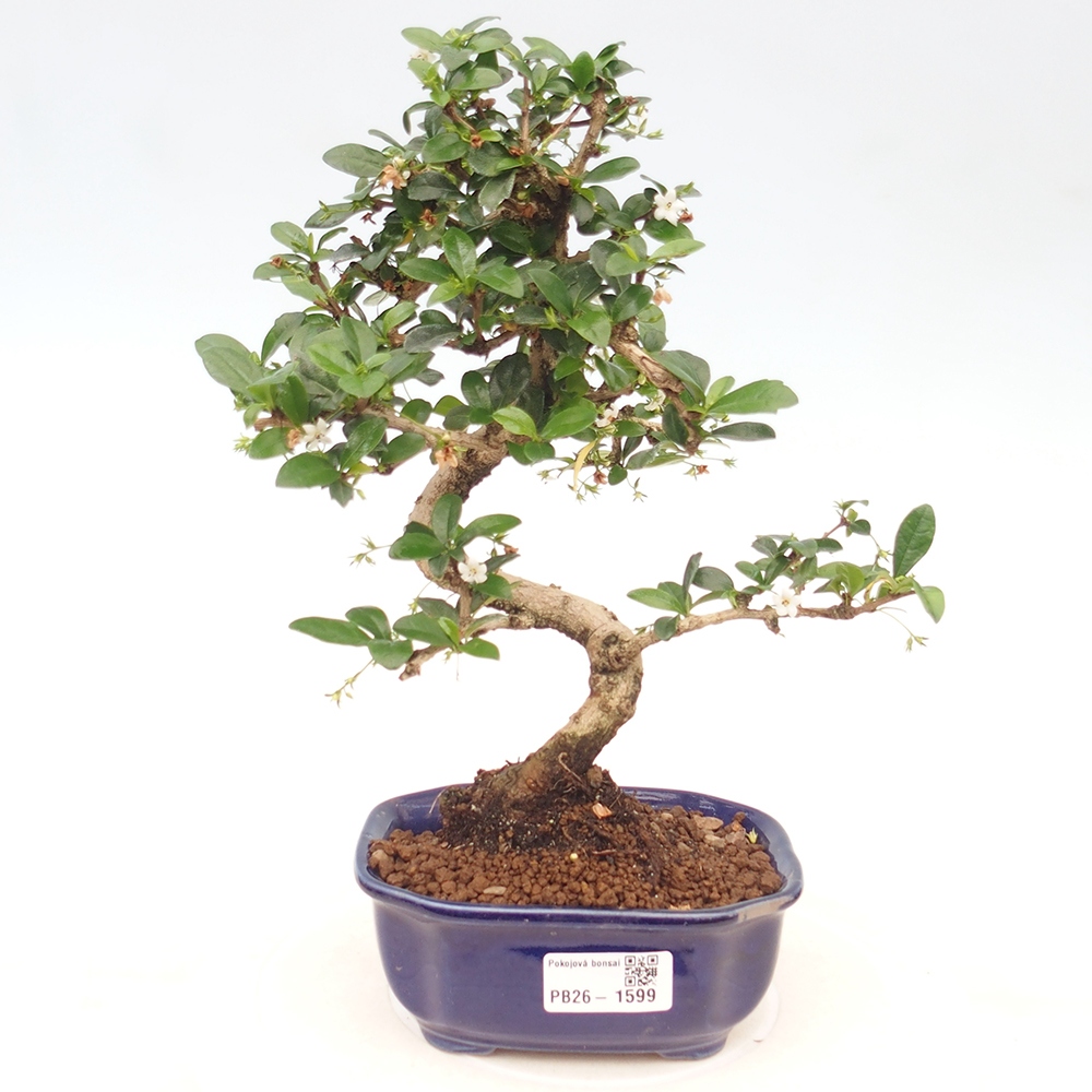 Bonsaï de chambre - Carmona macrophylla - Tea fuki
