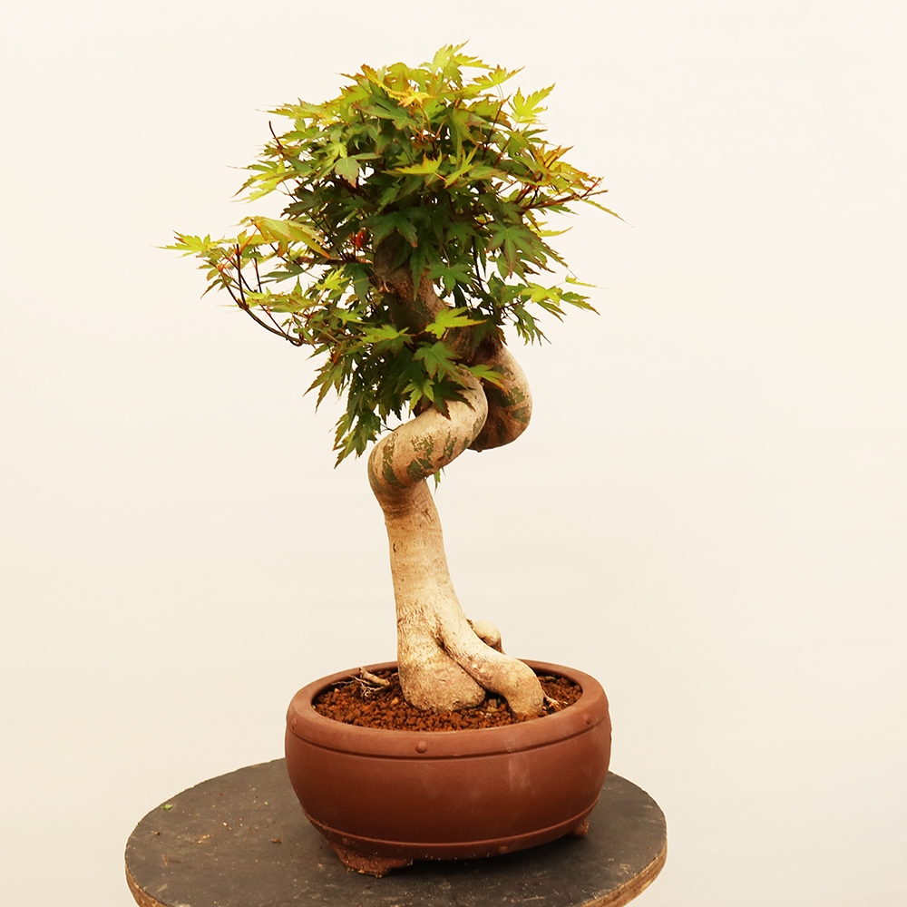 Bonsaïs d'extérieur - Maple palmatum - Palmiers
