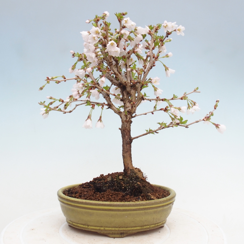 Bonsaï d'extérieur - Prunus incisa Kojou-no mai-Plivon découpé