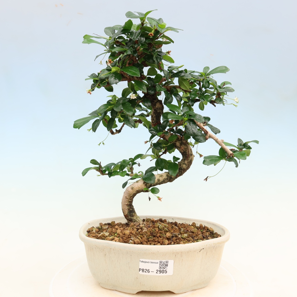 Bonsaï de chambre - Carmona macrophylla - Tea fuki