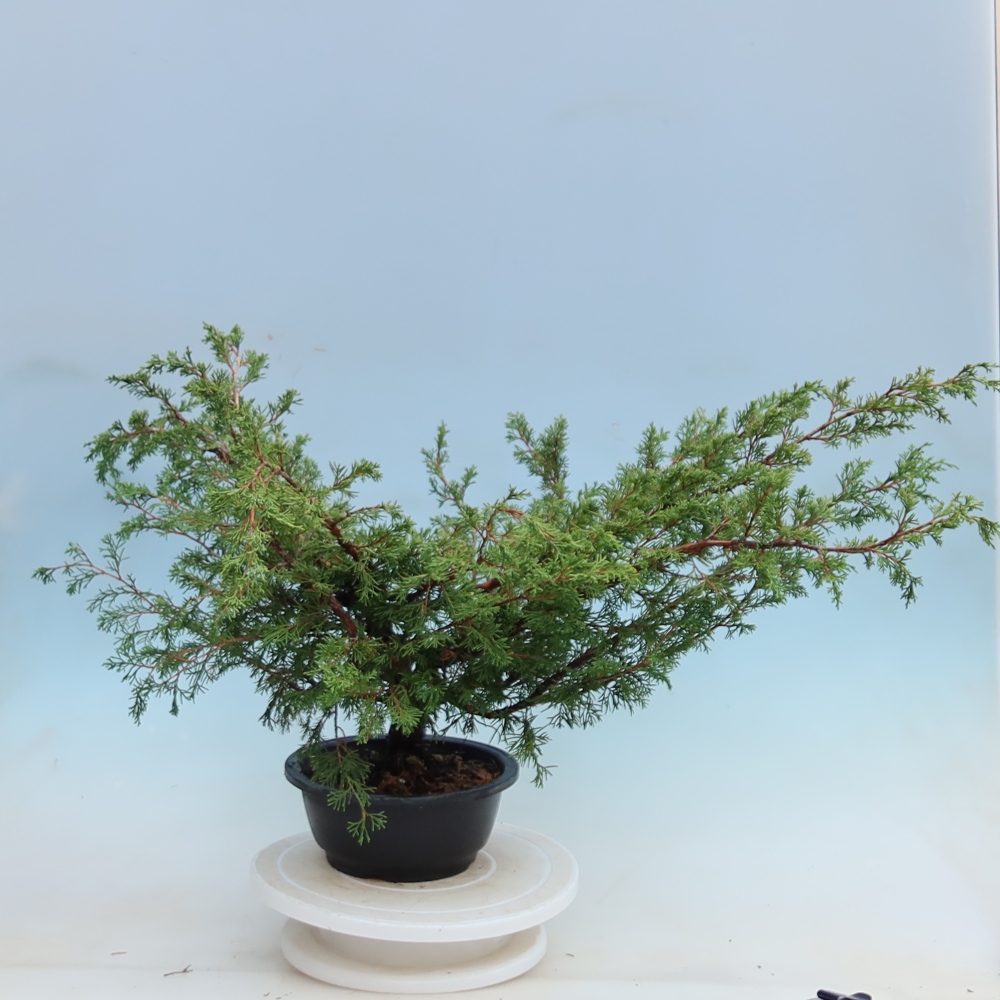 Bonsaï d'extérieur - Juniperus chinensis Itoigawa - Genévrier de Chine