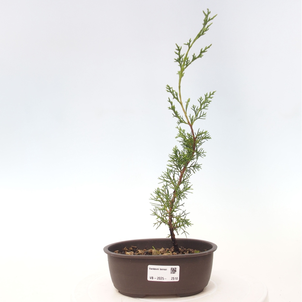 Bonsaï d'extérieur - Juniperus chinensis Itoigawa