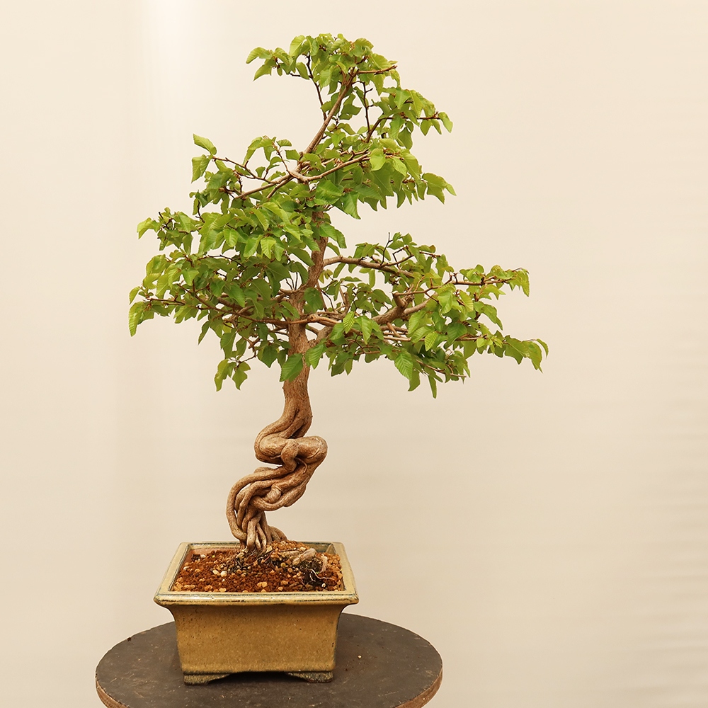 Bonsaï d'extérieur -Carpinus Coreana - Charme de Corée