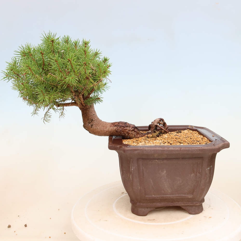 Bonsaï d'extérieur - Épicéa - Picea glauca globe