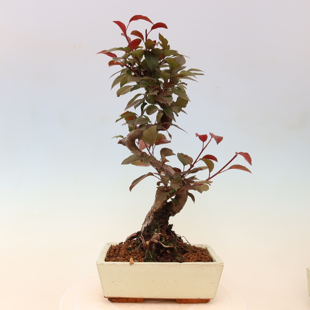 Bonsaï d'extérieur -Malus domestica - Pommier à petits fruits et à feuilles rouges