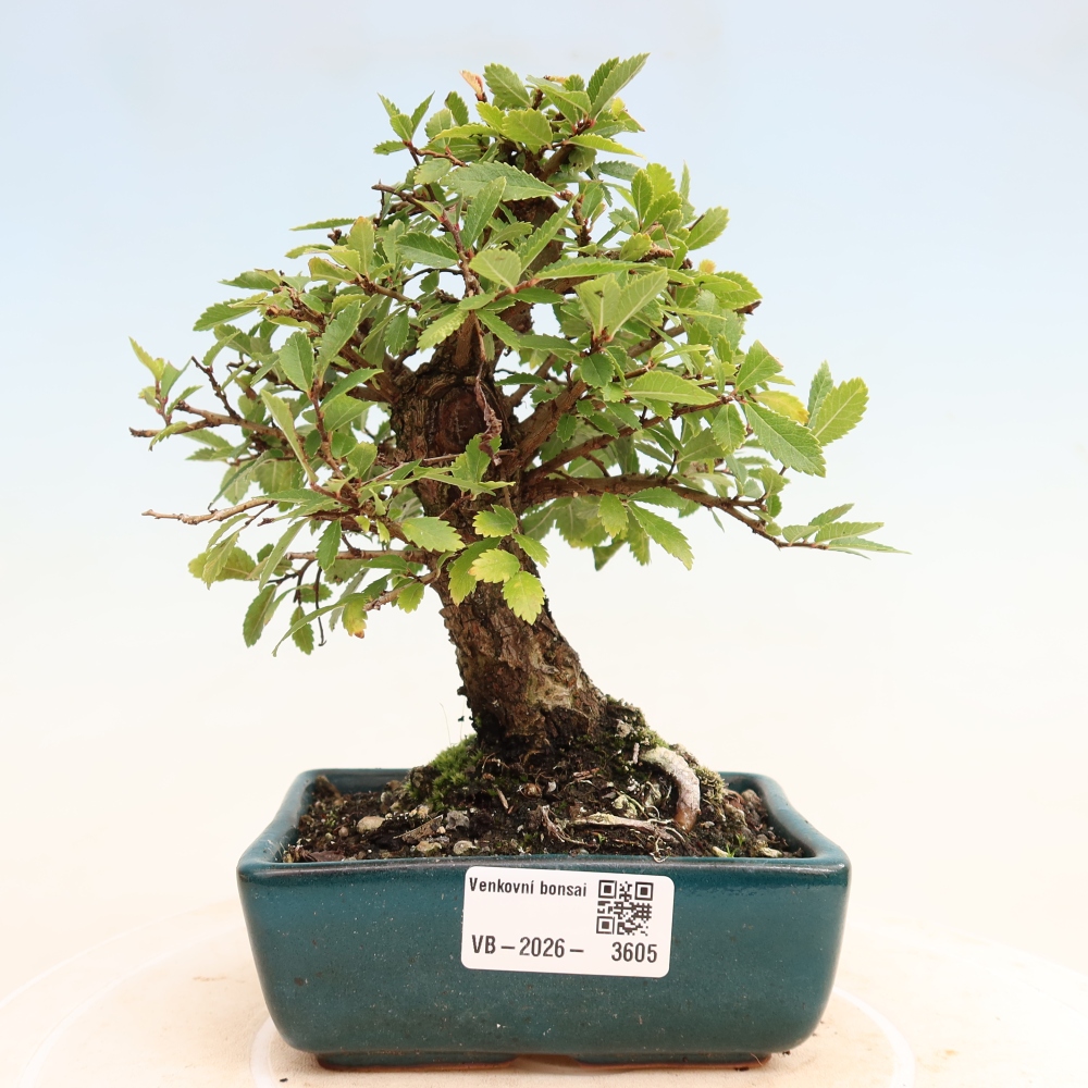 Bonsaï d'extérieur - Zelkova - Zelkova NIRE