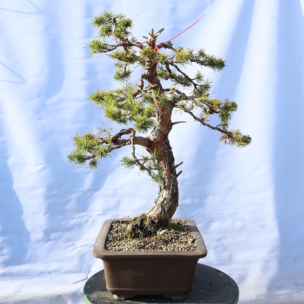 Pinus sylvestris Espagne - pin sylvestre