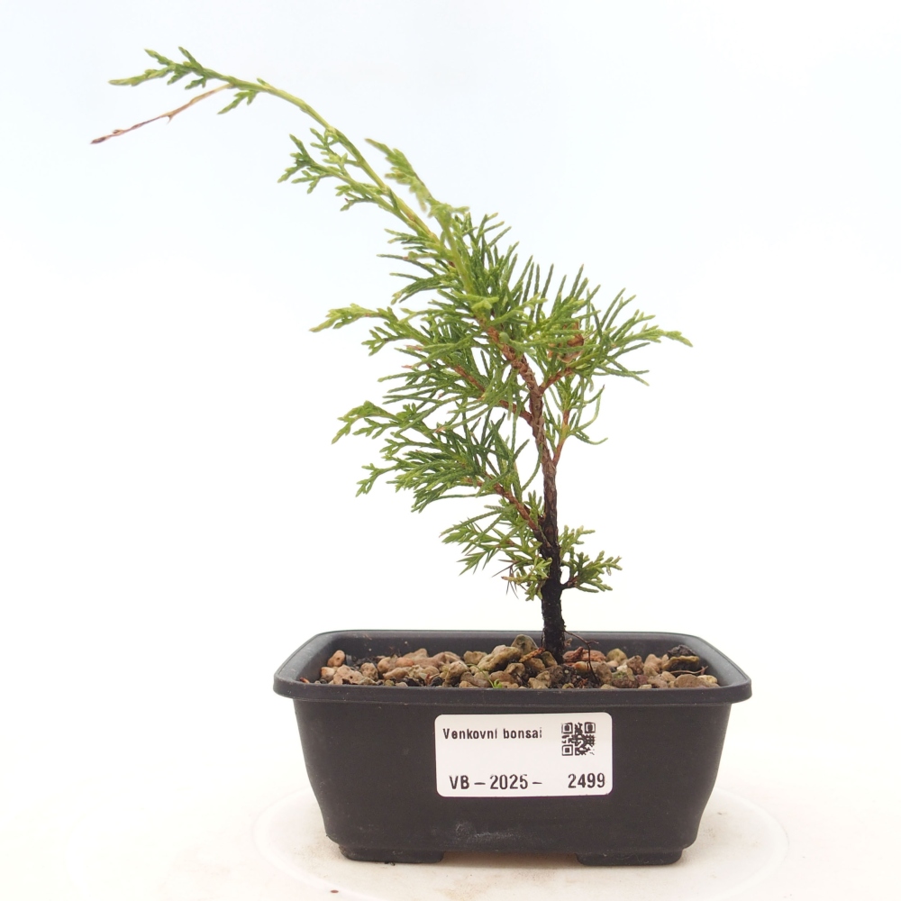 Bonsaï d'extérieur - Juniperus chinensis Itoigawa