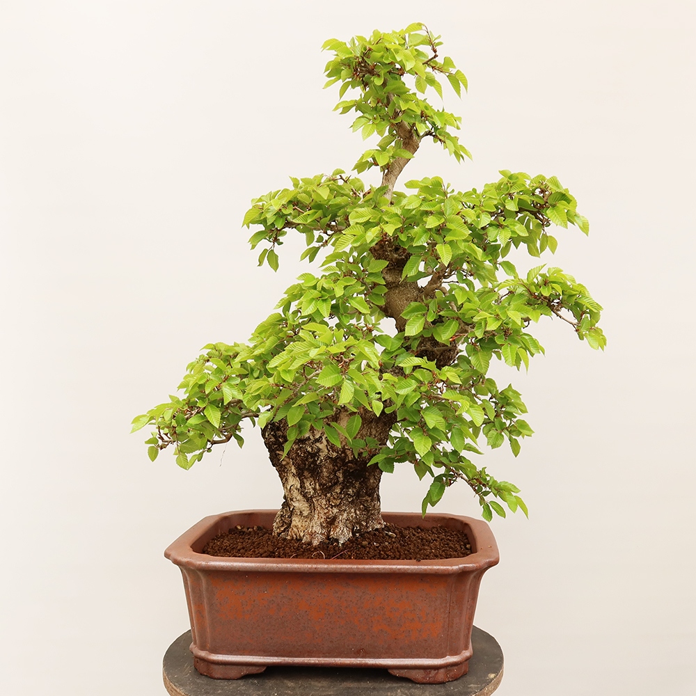 Bonsaï d'extérieur -Carpinus Coreana - Charme de Corée