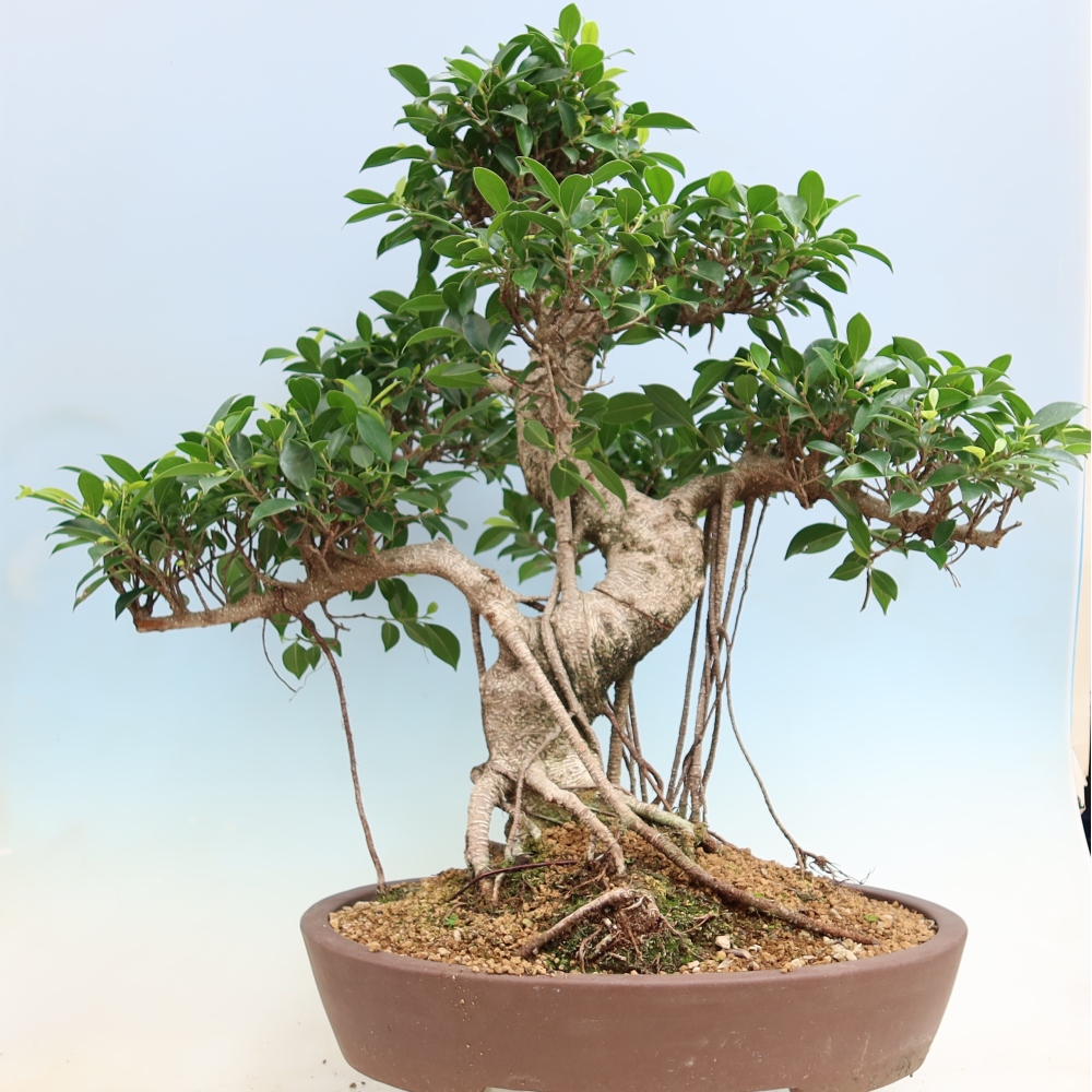 Salle bonsaï - Ficus kimmen - ficus à petites feuilles