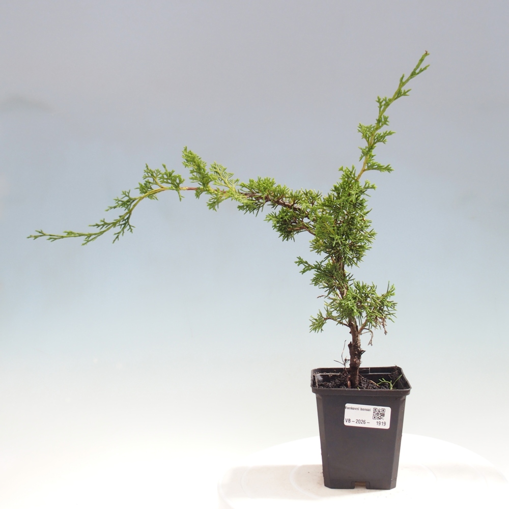Bonsaï d'extérieur - Juniperus chinensis Itoigawa