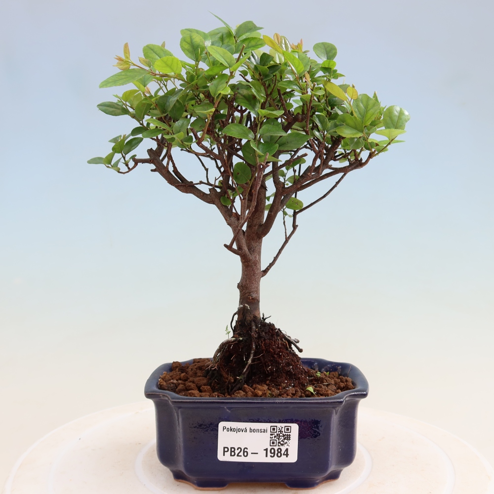 Bonsaï de chambre - Sageretia thea - Sageretia thea