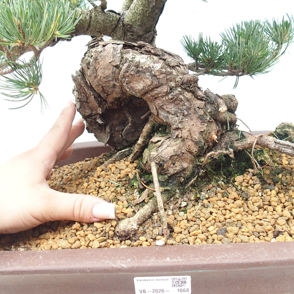 Bonsaï d'extérieur - Pinus parviflora - Pinus parviflora