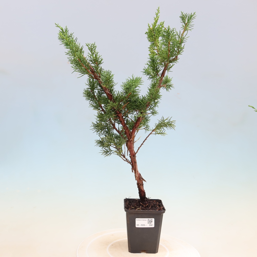 Bonsaï d'extérieur - Juniperus chinensis Kishu