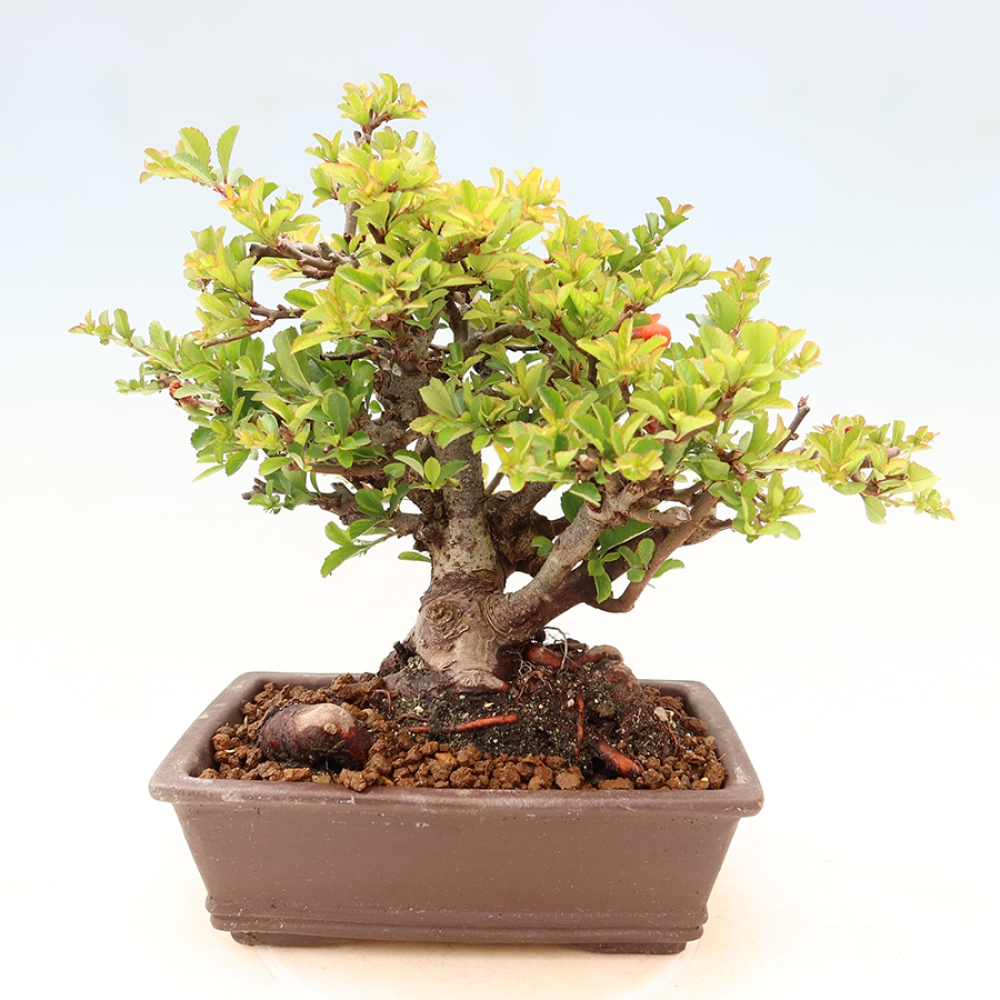 Bonsaï d'extérieur - Chaneomeles speciosa Chojubai