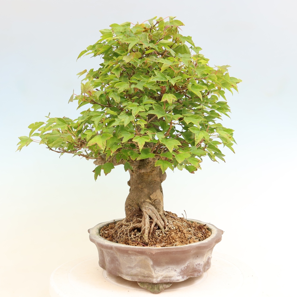 Bonsaï d'extérieur - Maple Burger - Acer Burgerianum