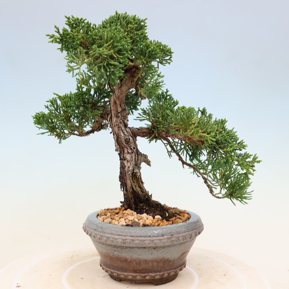 Bonsaï d'extérieur - Juniperus chinensis Kishu