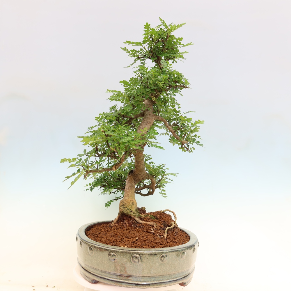 Salle bonsaï - Zantoxylum piperitum - arbre à poivre