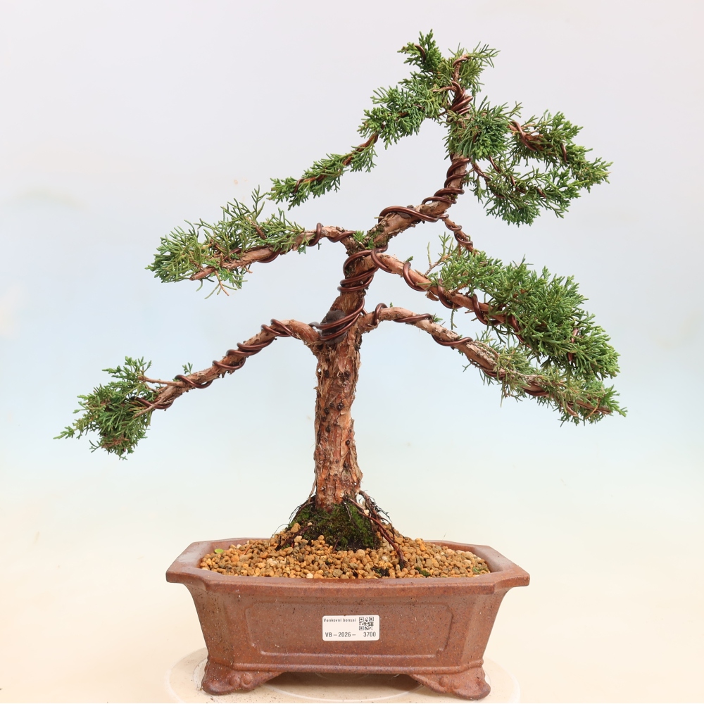 Bonsaï d'extérieur - Juniperus chinensis Kishu