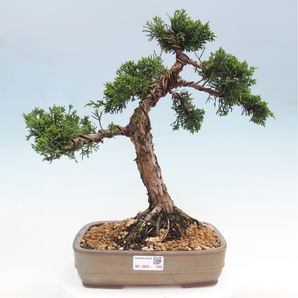 Bonsaï d'extérieur - Juniperus chinensis Kishu