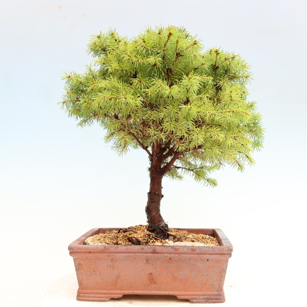 Bonsaï d'extérieur - Épicéa glauque - Picea glauca globe